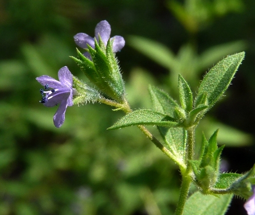 {Isanthus brachiatus}